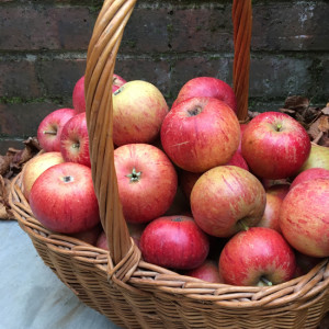 Fresh Apples 5Kg